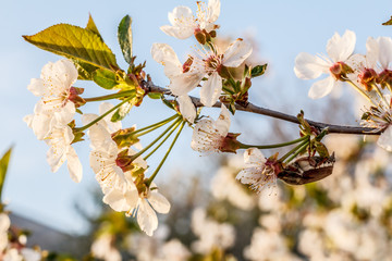Branch of blooming cherry tree with beetle in a spring orchard.