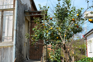 Fototapeta na wymiar Kutaisi, Georgia - September 27, 2018: House with persimmon tree next to it