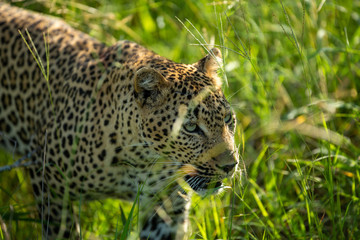 A female leopard walking through the long grass