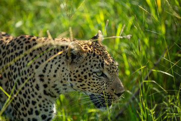 A female leopard walking through the long grass