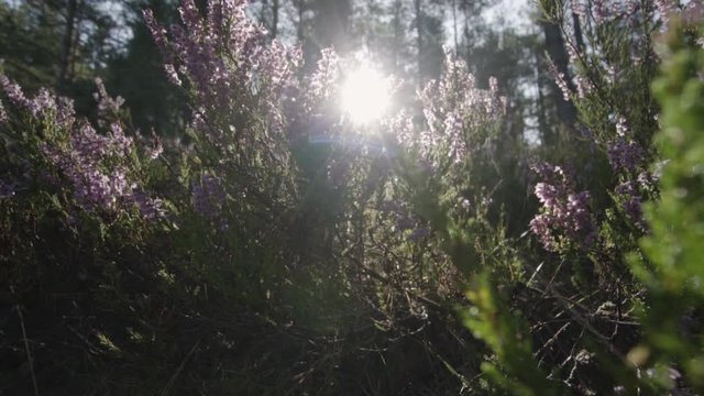 Slow Motion of Purple Flowers with Bees in Morning Forest Glade Scenery, Sweden