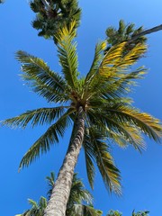 Obraz na płótnie Canvas Palm tree views in Key West, FLA, January-February 2020
