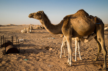camel in the desert