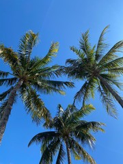 Fototapeta na wymiar Palm tree views in Key West, FLA, January-February 2020
