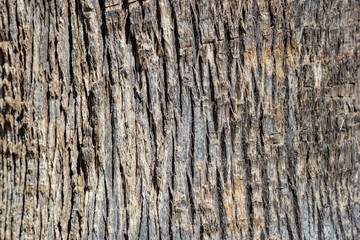 trunk of a palm tree close up. Macro photo