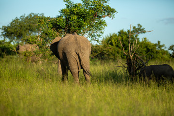 Obraz premium A herd of elephant feeding in the late afternoon light of a summers afternoon. 