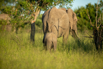 Naklejka premium A herd of elephant feeding in the late afternoon light of a summers afternoon. 