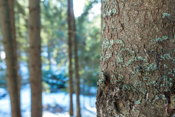 Pine tree bark in the forest at wintertime, shallow depth of field, copy space.