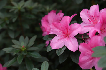 Spring blooming in the botanical garden, the spring flowering of azalia