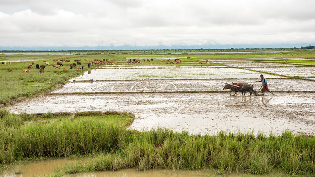 cows on pasture
