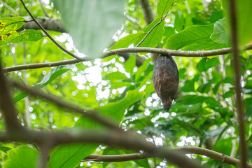 Kakaobohne am Baum