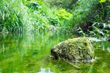 Stein mit Algen im Fluss in Jamaika