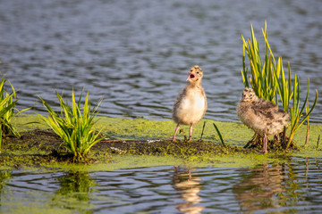Hey moom... There is strange guy with a camera in the bushes. help me.