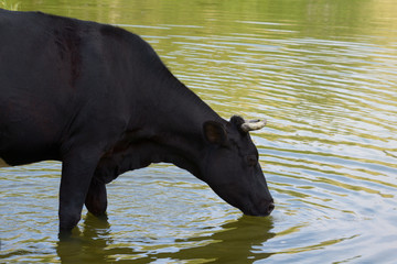 Black farm cow drinking water from the lake.