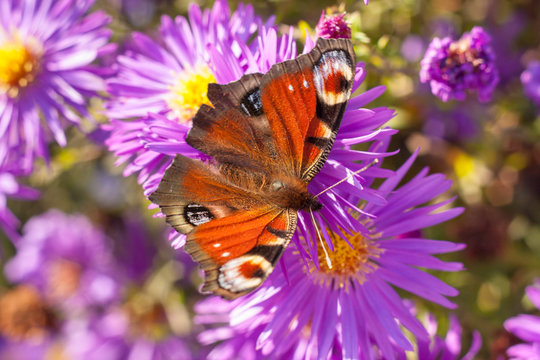 Soft focus on autumn violet chrysanthemum or aster flowers background with beautiful european peacock butterfly latin name inachis io, lovely landscape of nature