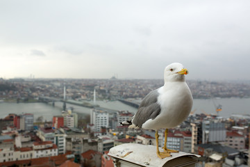 Fototapeta na wymiar seagull on the Galata tower in Istanbul. City view at sunset