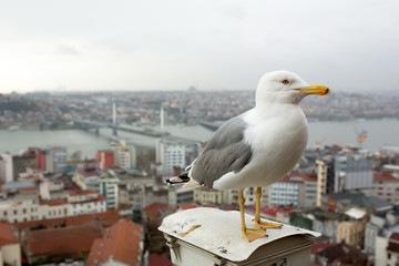seagull on the Galata tower in Istanbul. City view at sunset
