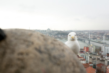 Fototapeta na wymiar seagull on the Galata tower in Istanbul. City view at sunset