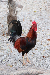 Roosters in Key West, FLA, January - February 2020