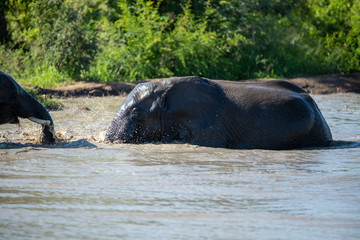 A herd of elephant playing and swimming in a local watering hole. 