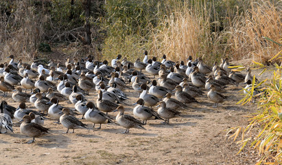 Obraz premium Gather round. Northern Pintail - Anas acuta.