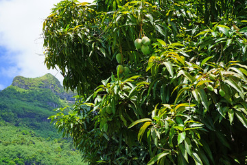 View of a mango tree in front of Mont Otemanu in Bora Bora, French Polynesia - obrazy, fototapety, plakaty