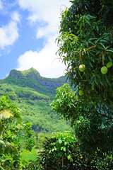View of a mango tree in front of Mont Otemanu in Bora Bora, French Polynesia - obrazy, fototapety, plakaty
