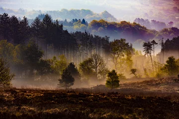 Foto auf Acrylglas Nach Farbe nebliger Landschaft Wald