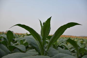 Tobacco fields in Thailand.