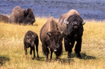 Bison d'Amérique, Bison bison, Parc national du Yellowstone , USA