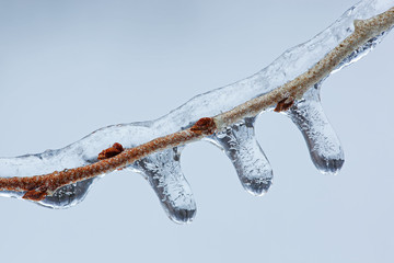 Close-up of icicles on twig formed during a winter freezing rain event