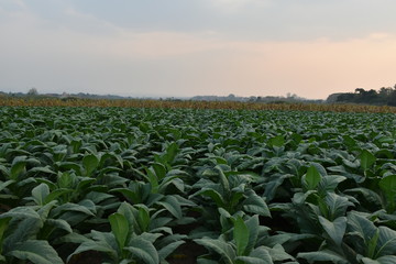 Tobacco fields in Thailand.