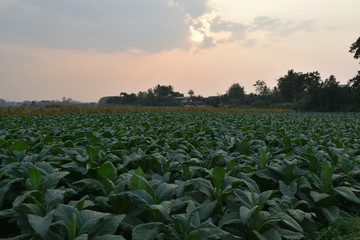 Tobacco fields in Thailand.