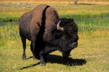 Bison d'Am&eacute;rique, Bison bison, Parc national du Yellowstone , USA