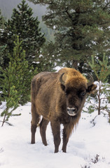 Bison d'Europe, Bison bonasus