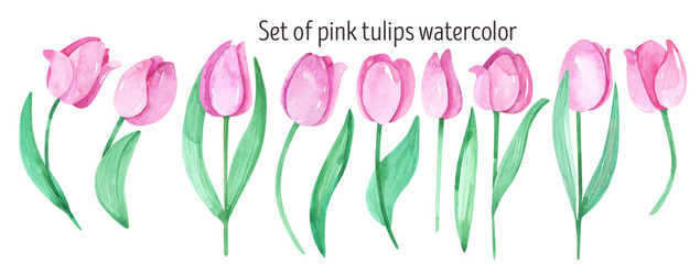 Pink tulips watercolor spring clipart. Pink flowers, spring flowers, bouquet, Isolated, scrapbooking, invitations, women's day, March 8