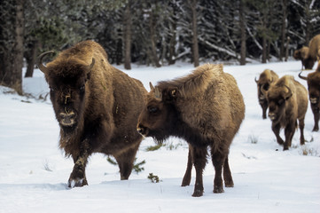 Bison d'Europe, Bison bonasus
