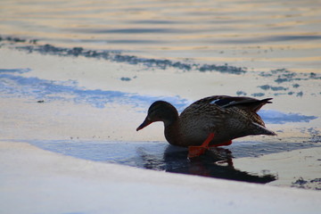 duck in snow