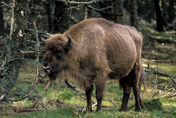 Bison d'Europe, Bison bonasus