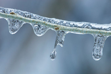 Close-up of icicles on twig formed during a winter freezing rain event 