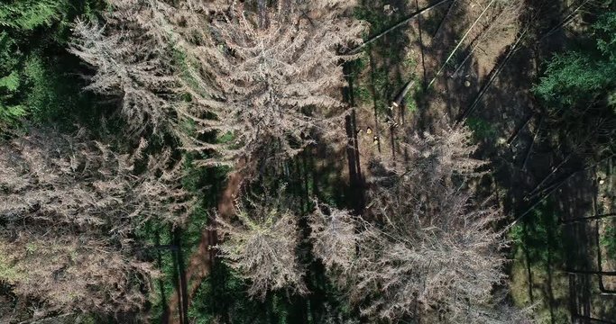 Abgestorbene Fichten durch Dürre und Borkenkäferfrass aus der Vogelperspektive