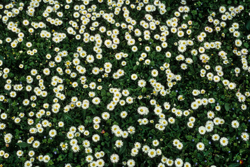 Pâquerette, Bellis perennis © JAG IMAGES