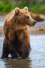 Obraz premium Ruling the landscape, brown bears of Kamchatka (Ursus arctos beringianus)