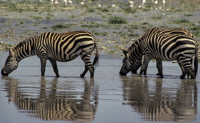 Fototapeta na wymiar Zèbre de Grant, Equus quagga boehmi, Parc national Ngorongoro, Tanzanie