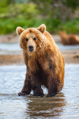 Obraz premium Ruling the landscape, brown bears of Kamchatka (Ursus arctos beringianus)
