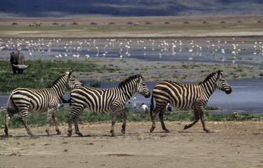 Obraz na płótnie Canvas Zèbre de Grant, Equus quagga boehmi, Parc national Ngorongoro, Tanzanie