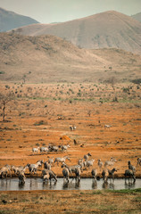 Fototapeta na wymiar Zébre de Grant, Equus burchelli grant, Parc national du Tsavo, Kenya