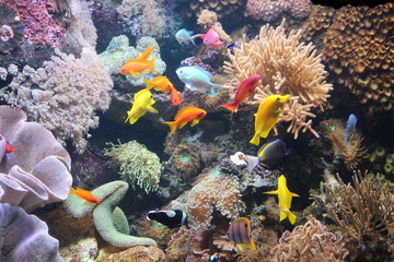 Fototapeta na wymiar Fische mit Korallen