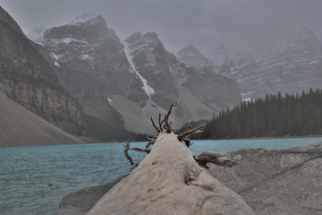Lake Moriane, dead tree