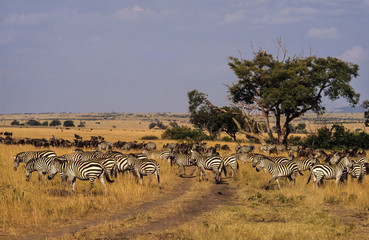 Fototapeta premium Zébre de Grant, Equus burchelli grant, Parc national de Masai Mara, Kenya